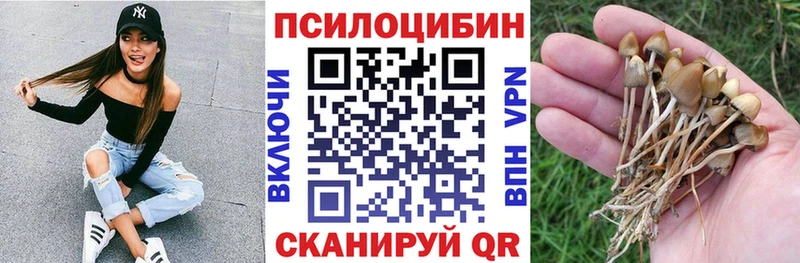 кракен tor  Усть-Илимск  маркетплейс формула  Псилоцибиновые грибы Cubensis 